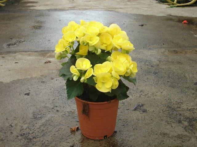 Begonia de flor - Begonia elatior - Begonia Hiemalis - El Nou Garden