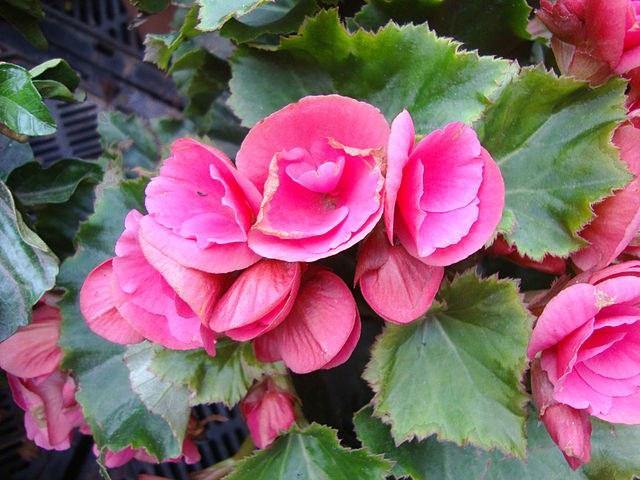 Begonia de flor - Begonia elatior - Begonia Hiemalis - El Nou Garden