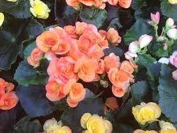 Begonia de flor - Begonia elatior - Begonia Hiemalis - El Nou Garden