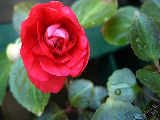 Begonia de flor - Begonia elatior - Begonia Hiemalis - El Nou Garden