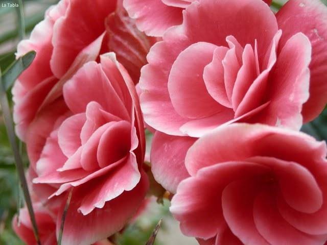 Begonia de flor - Begonia elatior - Begonia Hiemalis - El Nou Garden