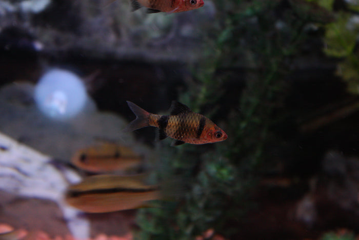 Black Ruby Barbs