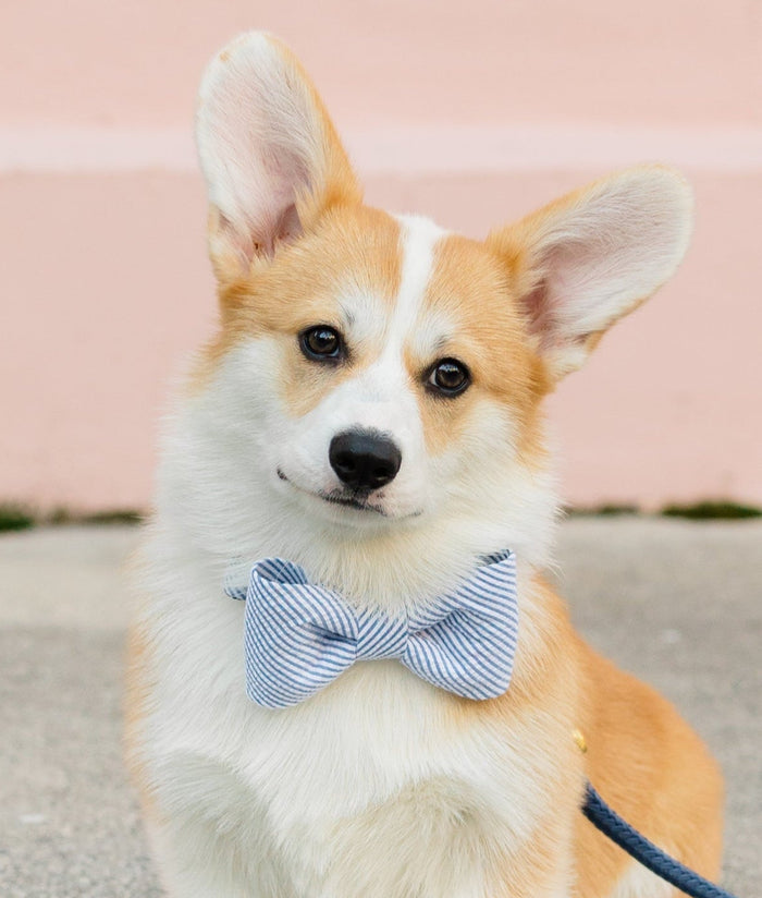 Blue and white striped dog bow tie collar set with a classic seersucker texture, modeled by a corgi for a warm-weather look with timeless Southern charm.