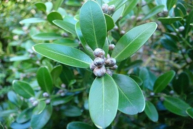 Boj balear - Buxus balearica - El Nou Garden