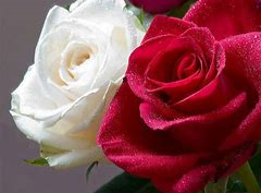 Bouquet of Harmony Damask Rose Flower Essence