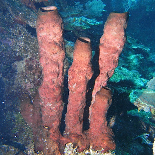 Brown Tube Sponge