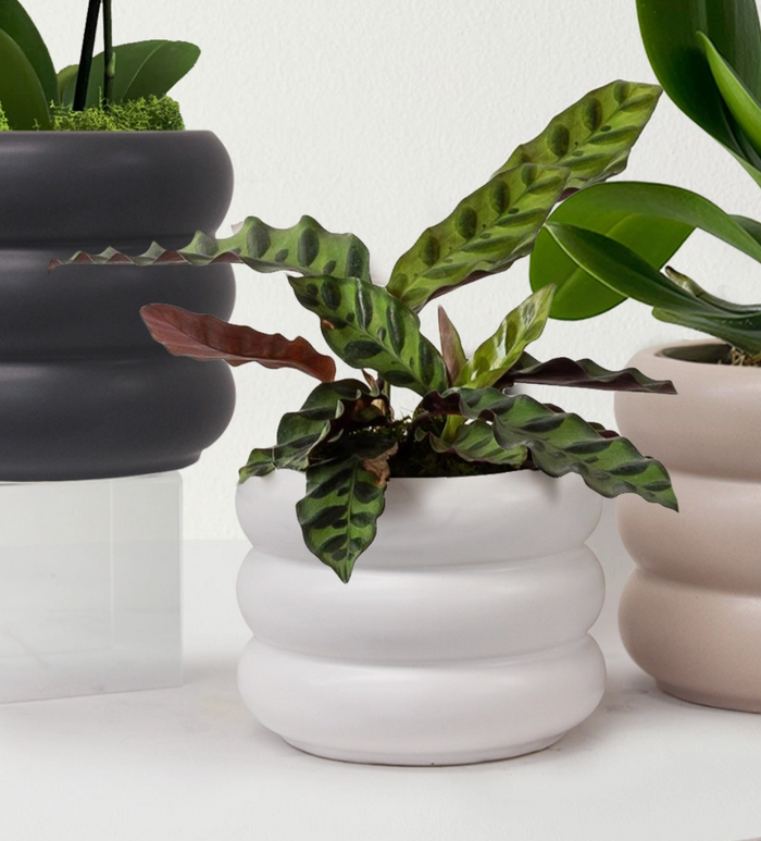 Bubble Ceramic Pot