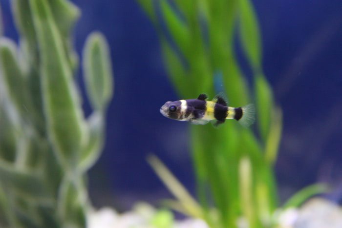 Bumble Bee Goby