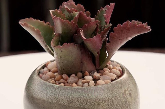 Calanchoe Coccinea - Kalanchoe longiflora - El Nou Garden
