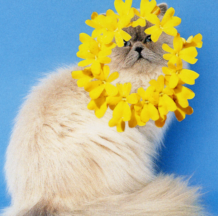 Cat Oracle