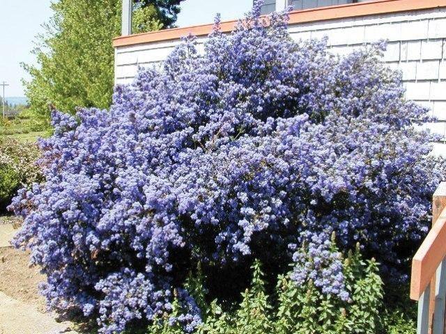 Ceanoto Blue Mound - Ceanothus thyrsiflorus Blue Mound - El Nou Garden