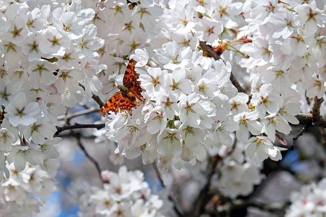 Cerezo del Tibet Amber Scots - Prunus serrulata Amber Scots - El Nou Garden