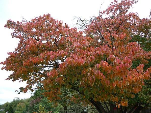Cerezo del Tibet Amber Scots - Prunus serrulata Amber Scots - El Nou Garden