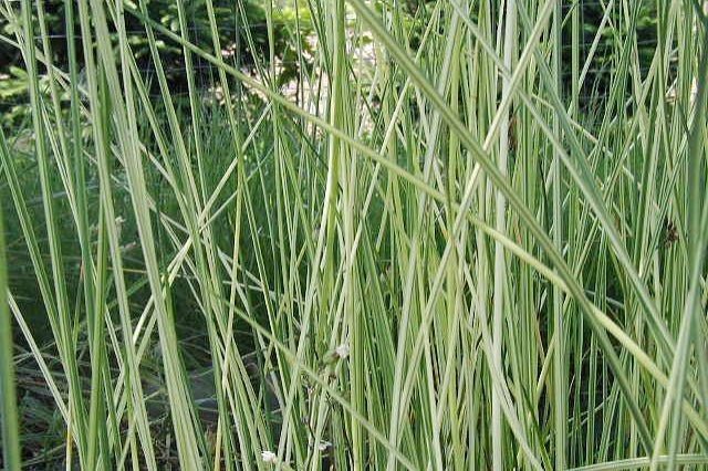 Cirpo - Scirpus - Junco de laguna - El Nou Garden