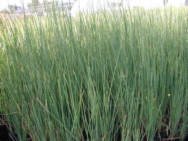 Cirpo - Scirpus - Junco de laguna - El Nou Garden