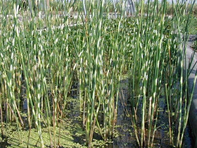 Cirpo - Scirpus - Junco de laguna - El Nou Garden