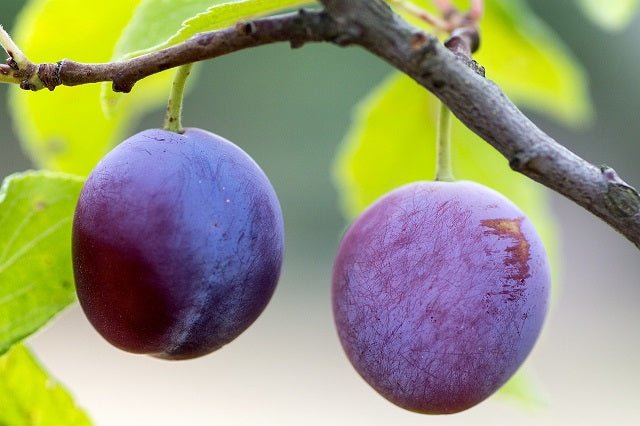 Ciruelo de san Juan - Cojón de fraile - Prunus domestica - El Nou Garden