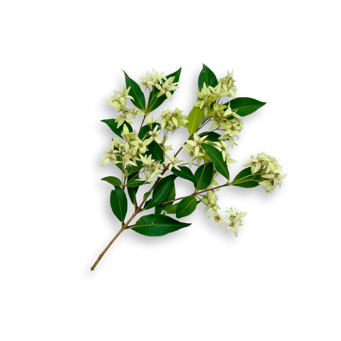 Creative Native Cinnamon Myrtle Flakes 30g BEST BEFORE OCTOBER 26