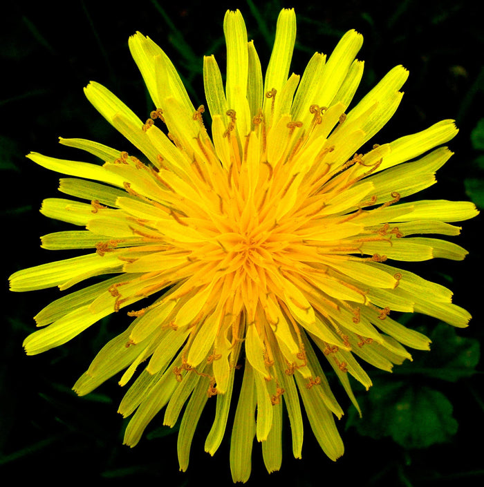 Dandelion,Taraxacum officinalis, Flower Essence