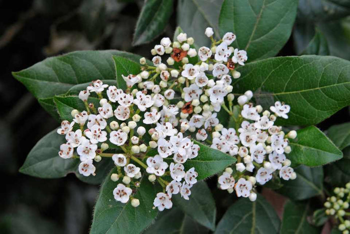 Durillo - Viburnum tinus - El Nou Garden