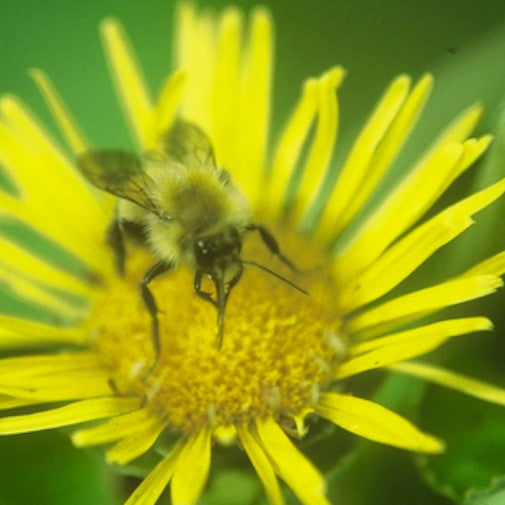 Elecampane