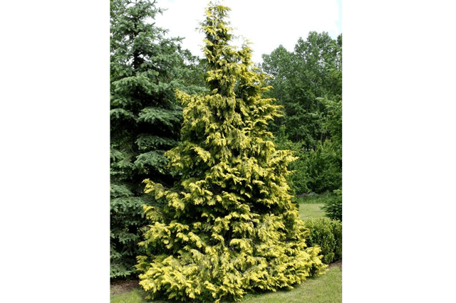Falso ciprés de Nootka Pendula Aurea - Chamaecyparis nootkatensis - El Nou Garden