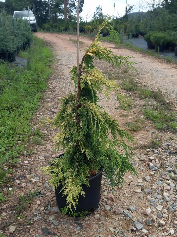 Falso ciprés de Nootka Pendula Aurea - Chamaecyparis nootkatensis - El Nou Garden