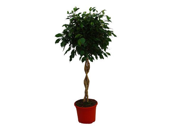 Ficus benjamina Exotica - Trenzado - El Nou Garden