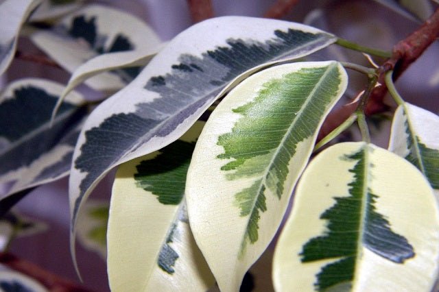 Ficus de Gantel - El Nou Garden