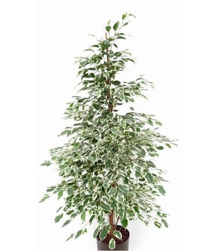 Ficus de Gantel - El Nou Garden