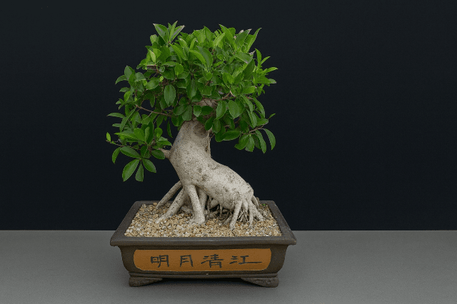 Ficus de la India - Ficus microcarpa nitida - Bonsai - El Nou Garden