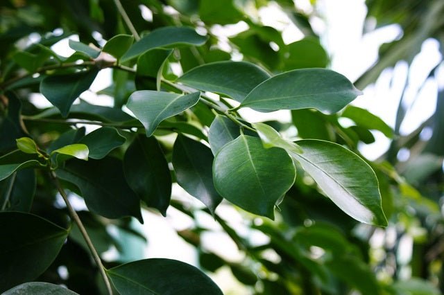 Ficus de la India - Ficus microcarpa nitida - El Nou Garden