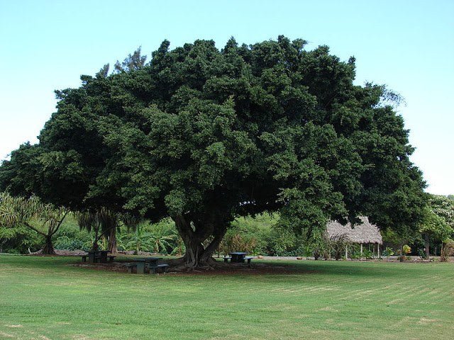 Ficus de la India - Ficus microcarpa nitida - El Nou Garden