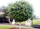 Ficus de la India - Ficus microcarpa nitida - El Nou Garden
