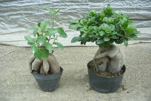Ficus de la India Gingseng - Ficus microcarpa nitida - Bonsai - El Nou Garden