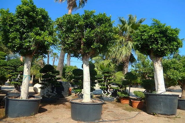 Ficus de la India Gingseng - El Nou Garden