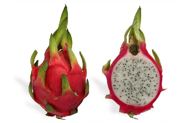 Fruta del dragón - Pitahaya - Hylocereus Monocanthus - El Nou Garden