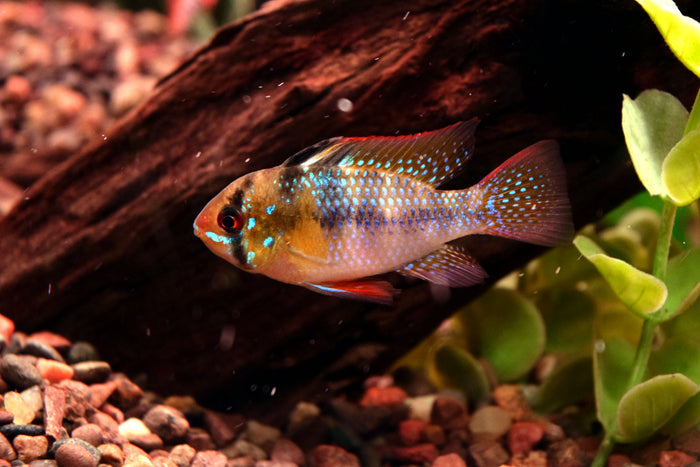 German Blue Ram