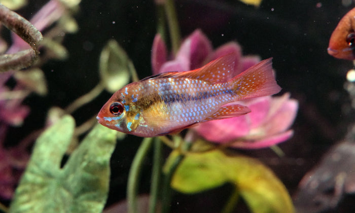 German Blue Ram