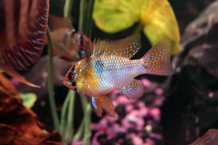 German Blue Ram