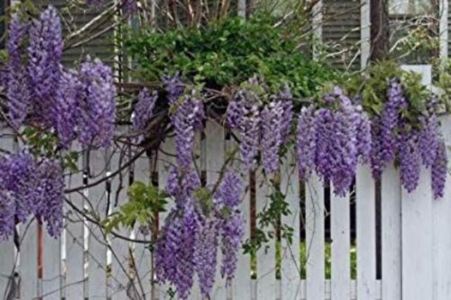 Glicinia china Prolific - Wisteria sinensis - El Nou Garden