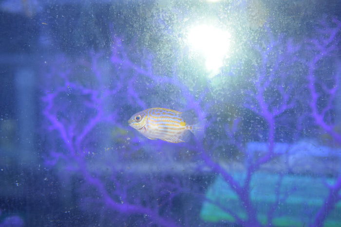 Goldline Rabbitfish
