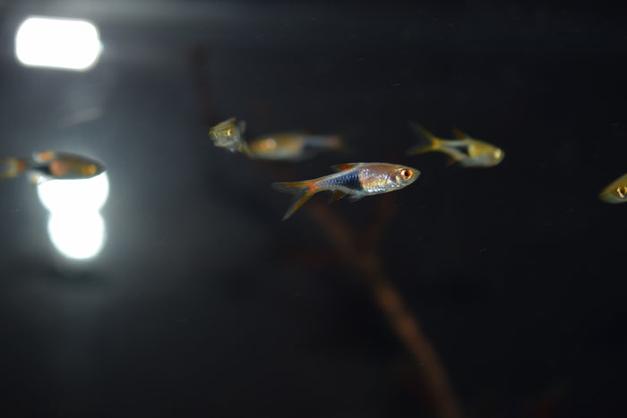 Harlequin Rasbora