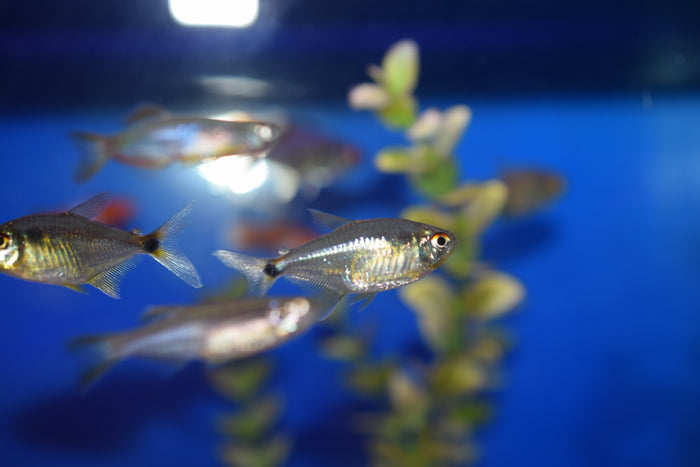 Head and Tail Light Tetra