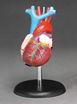 Heart Model Life-size 2 Part Anatomically Correct