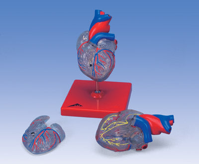 Heart Model Transparent 2 Part