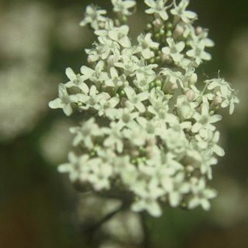 Horseradish