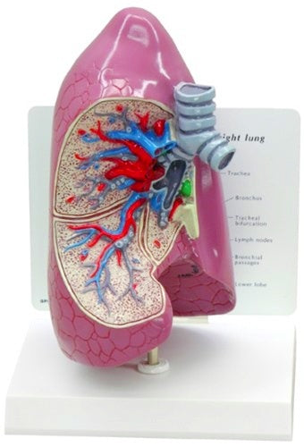 Human Lung Model