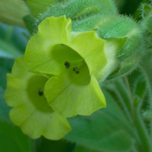 Indian Tobacco