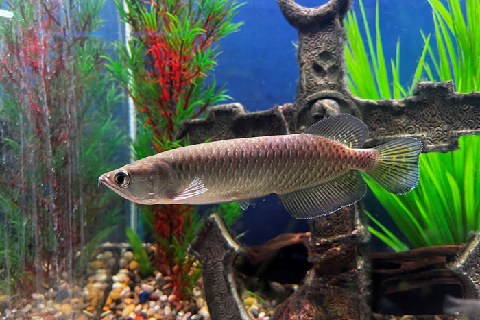 Jardini Arowana